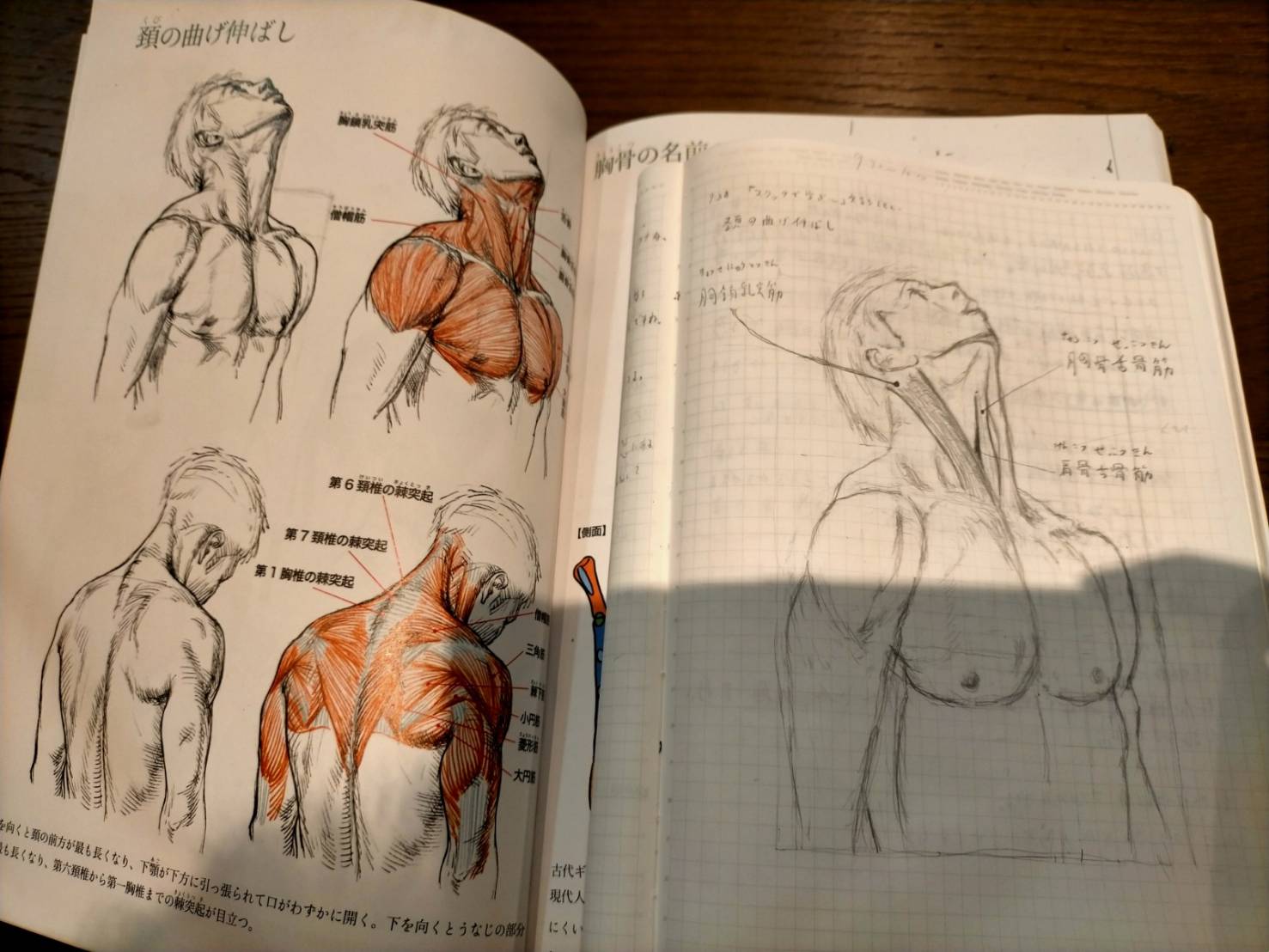 解剖学・人物画・デッサン技法 3冊セット＋スケッチブック付き。 解剖学・人物画・デッサン技法 3冊セット＋スケッチブック付き。